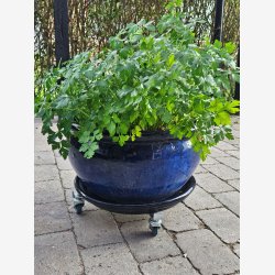 Vogn til Store Plantekrukker med diameter 42 til 55 cm